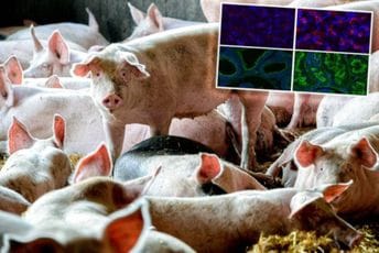 Desila se naučna revolucija: Da li je upravo pobijeđena smrt? Desila se naučna revolucija: Da li je upravo pobijeđena smrt?