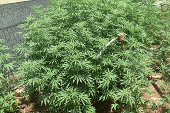 Uhapšen Nikšićanin: U dvorištu kuće otkrivena parcela sa zasadom marihuane Uhapšen Nikšićanin: U dvorištu kuće otkrivena parcela sa zasadom marihuane