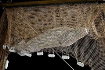 Francuska: Iz rijeke Sene izvučen kit beluga Francuska: Iz rijeke Sene izvučen kit beluga