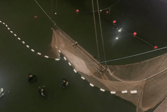 Odlukom veterinara uspavan beluga kit koji je zalutao u rijeku Sen Odlukom veterinara uspavan beluga kit koji je zalutao u rijeku Sen