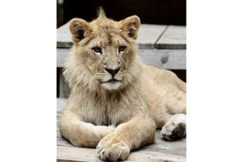 Pogledajte kako danas izgleda lavić koji je uhvaćen kod Budve (FOTO) Pogledajte kako danas izgleda lavić koji je uhvaćen kod Budve (FOTO)