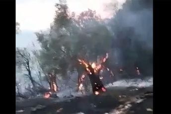 Pogledajte kako izgleda šuma nakon stihije: Uništena i brojna stara stabla maslina (VIDEO) Pogledajte kako izgleda šuma nakon stihije: Uništena i brojna stara stabla maslina (VIDEO)