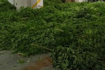 Pronađena plantaža marihuane kod Skadarskog jezera, uhapšene dvije osobe