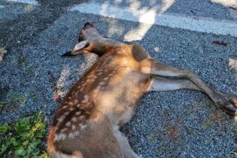 Mlada košuta stradala od udara automobila Mlada košuta stradala od udara automobila