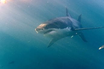 Nestao surfer u Australiji, policija saopštila da je najverovatnije poginuo u napadu ajkule