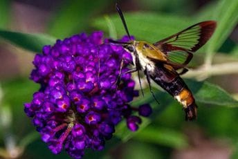 Opasne vrste: Sedam biljaka koje mogu učiniti više štete nego koristi u vašem vrtu Opasne vrste: Sedam biljaka koje mogu učiniti više štete nego koristi u vašem vrtu