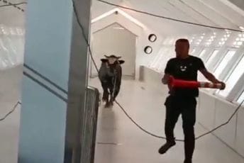 Bik ušetao u banku u Izraelu, istjeran uz pomoć veterinara Bik ušetao u banku u Izraelu, istjeran uz pomoć veterinara