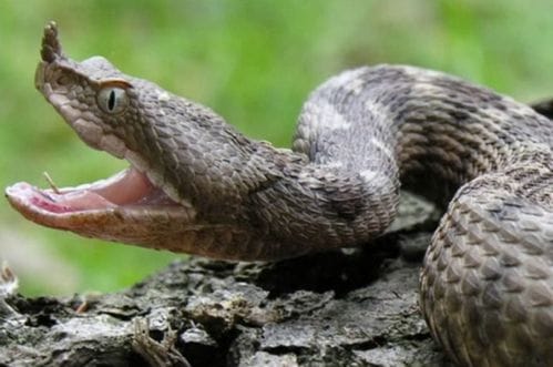 Čuju li, skače li poskok, kakvu glavu imaju otrovnice: Ovo su najveće zablude o zmijama