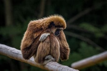 Japan: Umjesto majmuna omamljujućim sredstvom pogodili jednu ženu