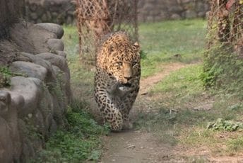 Indija traga za leopardom od 5. avgusta, učestvuje 300 ljudi Indija traga za leopardom od 5. avgusta, učestvuje 300 ljudi
