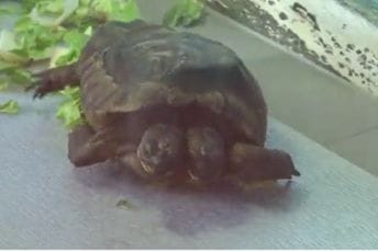 Najstarija dvoglava kornjača na svijetu slavi 25. rođendan Najstarija dvoglava kornjača na svijetu slavi 25. rođendan