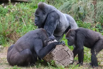 Zatvoren jedan od najstarijih zoo vrtova na svijetu Zatvoren jedan od najstarijih zoo vrtova na svijetu