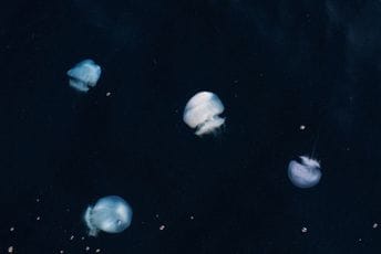 Naučnici otkrili tajnu besmrtnih meduza Naučnici otkrili tajnu besmrtnih meduza