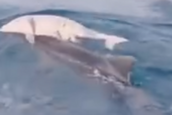 Uznemirujući snimak iz Ulcinja: Majka delfina pliva sa uginulim mladunčetom Uznemirujući snimak iz Ulcinja: Majka delfina pliva sa uginulim mladunčetom