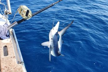 Rijetka vrsta ajkule – pješčani pas primijećena u našim vodama Rijetka vrsta ajkule – pješčani pas primijećena u našim vodama