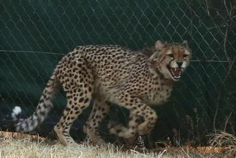 Sedamdeset godina nakon izumiranja u tom dijelu svijeta: Gepardi ponovo u Indiji Sedamdeset godina nakon izumiranja u tom dijelu svijeta: Gepardi ponovo u Indiji