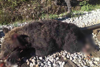 Voz usmrtio medvjeda na pruzi Beograd - Bar Voz usmrtio medvjeda na pruzi Beograd - Bar