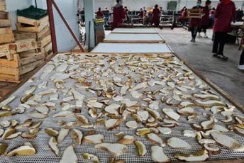 Izvoz pečuraka i šumskog voća ugrožen Izvoz pečuraka i šumskog voća ugrožen