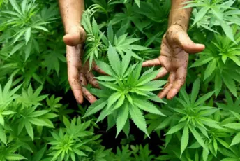 Španska policija zaplijenila više od 15 tona marokanskog hašiša, uhapšeno 49 osoba Španska policija zaplijenila više od 15 tona marokanskog hašiša, uhapšeno 49 osoba