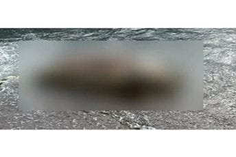 Budva: U Rafailovićima pronađen uginuli delfin Budva: U Rafailovićima pronađen uginuli delfin