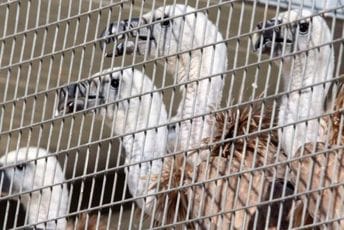 Kipar: Bjeloglavi supovi iz Španije pušteni u prirodu radi spasavanja vrste Kipar: Bjeloglavi supovi iz Španije pušteni u prirodu radi spasavanja vrste