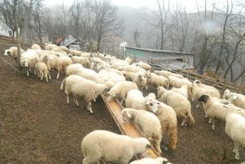 Mesopromet Franca će otkupiti tržišne viškove jagnjadi i krupne stoke Mesopromet Franca će otkupiti tržišne viškove jagnjadi i krupne stoke