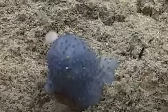 (VIDEO) Neobično stvorenje snimljeno na morskom dnu (VIDEO) Neobično stvorenje snimljeno na morskom dnu