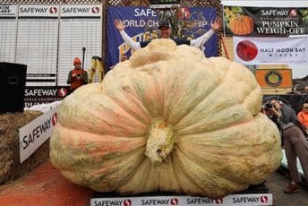 SAD: Na festivalu izložena bundeva teška 1.161 kilogram