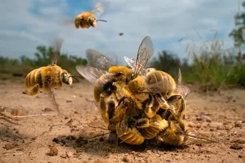 Evo koji insekti se smatraju najpametnijim