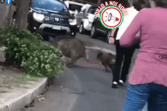 Rim: Ženu na ulici ujela divlja svinja (VIDEO) Rim: Ženu na ulici ujela divlja svinja (VIDEO)