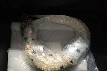 Minhen: Putnik na aerodromu u koferu nosio živog aligatora Minhen: Putnik na aerodromu u koferu nosio živog aligatora