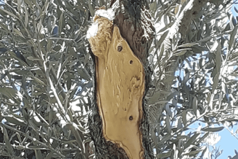 Kod Bara polomljeno 12 stabala i ukradeno preko 400 kilograma maslina Kod Bara polomljeno 12 stabala i ukradeno preko 400 kilograma maslina