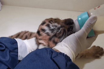 U Kini rođen mladunac najugroženije vrste tigra (VIDEO) U Kini rođen mladunac najugroženije vrste tigra (VIDEO)