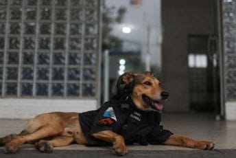 Pas brazilske policije postao senzacija: Na Instagramu ima 117.000 pratilaca Pas brazilske policije postao senzacija: Na Instagramu ima 117.000 pratilaca