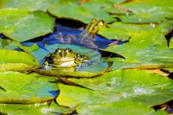 Otkriveno šest novih vrsta kišnih žaba u Ekvadoru Ilustracija