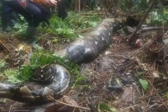 Indonezija: Piton progutao cijelu ženu (VIDEO) Indonezija: Piton progutao cijelu ženu (VIDEO)