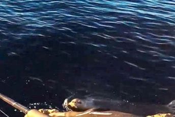 Sredozemna medvjedica snimljena u Dubrovniku Sredozemna medvjedica snimljena u Dubrovniku