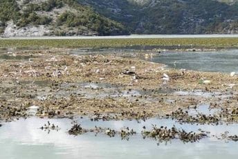 Ptice odmaraju na deponijama smeća Ptice odmaraju na deponijama smeća