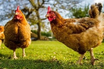 Hrvatska: Upao susjedu u kokošinjac, ubio mu kokoš pa njome udarao po ogradi
