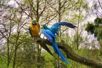 Kako cvrkut ptica može da utiče na mentalno zdravlje Kako cvrkut ptica može da utiče na mentalno zdravlje