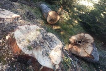 Pokrenut ispitni postupak zbog nelegalne sječe šume u NP Durmitor Pokrenut ispitni postupak zbog nelegalne sječe šume u NP Durmitor
