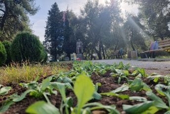 Podgorica: Ekipe Zelenila angažovane na više lokacija Podgorica: Ekipe Zelenila angažovane na više lokacija