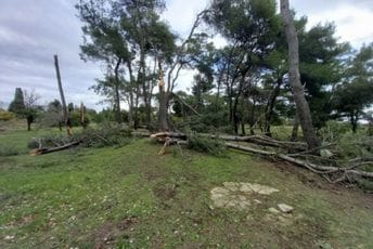 Ulcinj: Pijavica na Velikoj plaži oborila više stabala Ulcinj: Pijavica na Velikoj plaži oborila više stabala