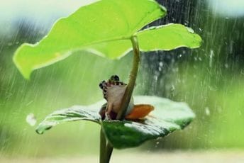 Neobičan poziv nacionalnih parkova u SAD: Ne ližite kožu psihodeličnih žaba Neobičan poziv nacionalnih parkova u SAD: Ne ližite kožu psihodeličnih žaba