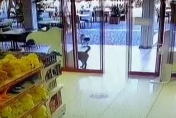 Nesvakidašnja krađa: "Banditi" upali u prodavnicu i ukrali – plišanu igračku Nesvakidašnja krađa: "Banditi" upali u prodavnicu i ukrali – plišanu igračku