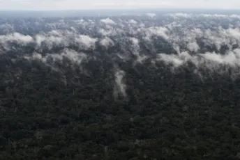 Zemlje sa najvećim prašumama svijeta dogovorile savez za njihovo očuvanje Požar u prašumama Amazona u blizini brazilskog grada Santarema, arhivska fotografija