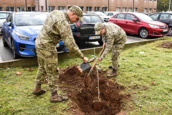 Klinički centar dobio 50 maslina Klinički centar dobio 50 maslina