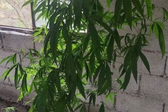 UP: Pronađene stabljike marihuane, uhapšena jedna ososba UP: Pronađene stabljike marihuane, uhapšena jedna ososba