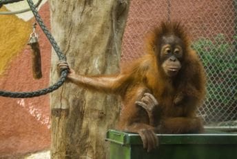 Zoološki vrt u Njemačkoj zatvara „Amazonsku kuću“ zbog energetske krize Zoološki vrt u Njemačkoj zatvara „Amazonsku kuću“ zbog energetske krize