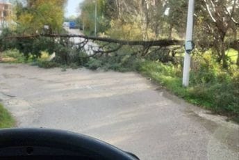 Ulcinj: Zbog nevremena padalo drveće, intervenisali vatrogasci